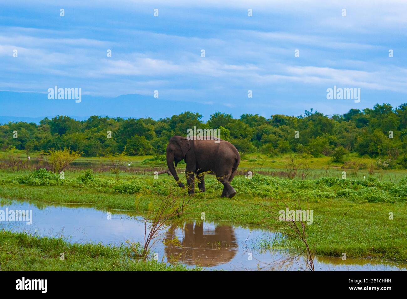 Un piccolo elefante cammina sull'erba verde vicino a uno stagno. Sri Lanka Foto Stock