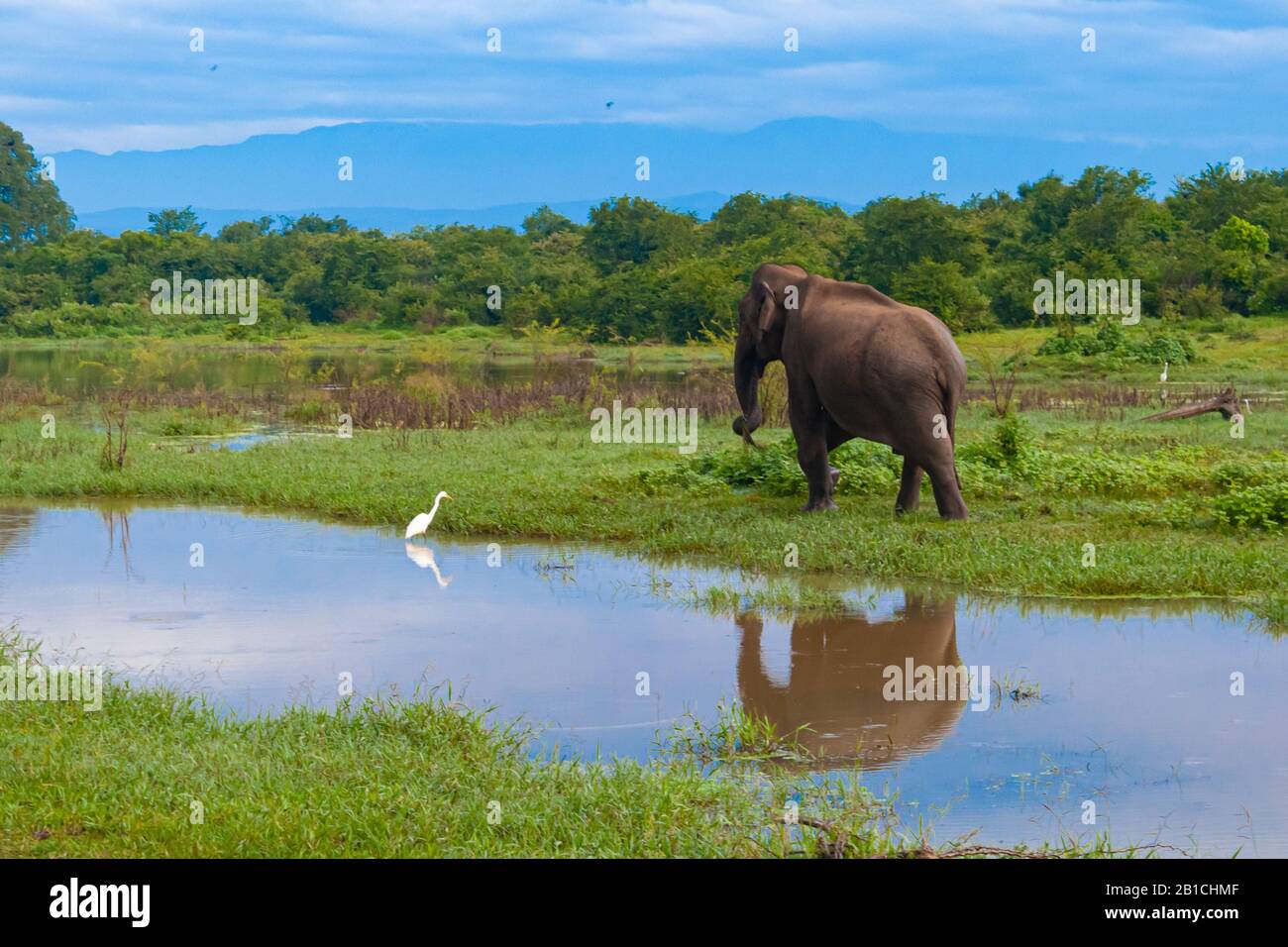 piccolo elefante e airone. Il bambino elefante sta camminando, l'airone sta in piedi nell'acqua. Cielo blu molto bello Foto Stock