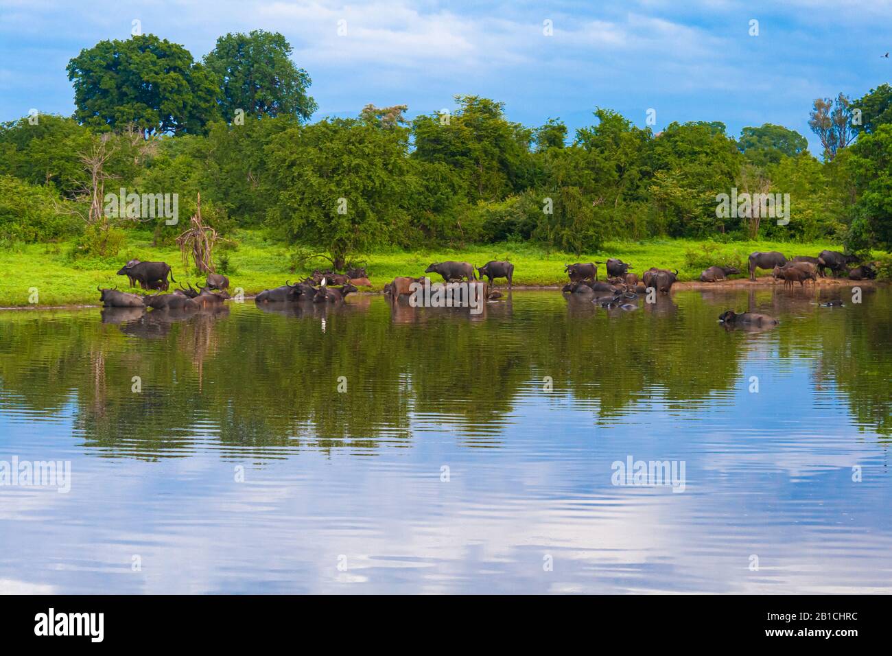 Una mandria di bufali d'acqua bagnano in uno stagno. Bel cielo blu. Sri Lanka Foto Stock