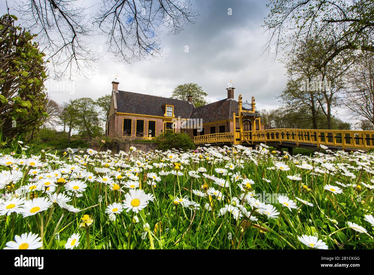 Daisy comune, margherita prato, margherita inglese (Bellis perennis), museo a Jelsum con Daisy comune, Paesi Bassi, Frisia, Dekemastate , Jelsum Foto Stock