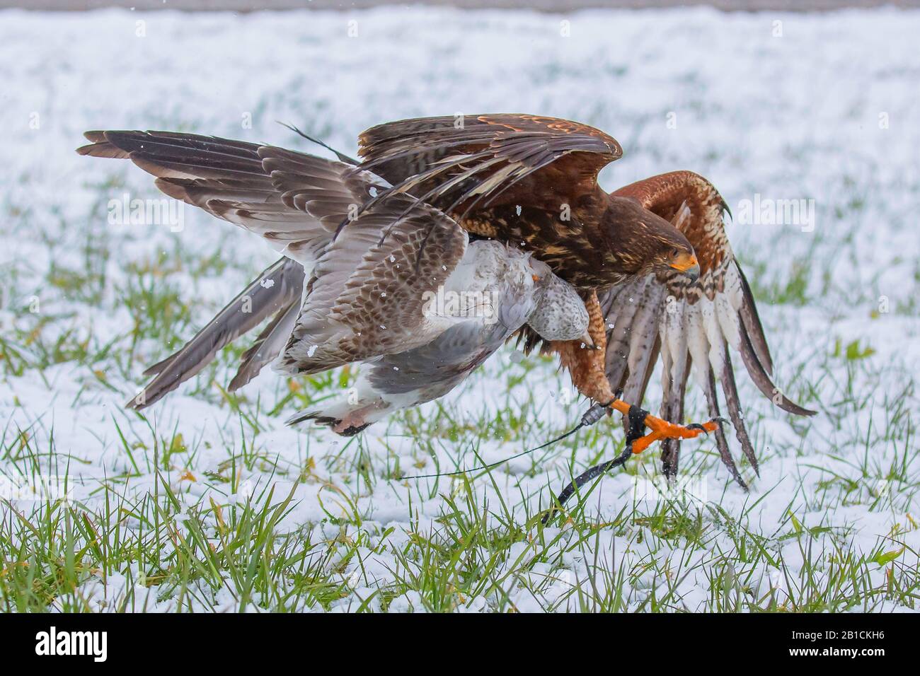 Il falco di Harris (Parabuteo unicinctus), ha catturato un gabbiano, falconeria, combattendo in volo, Germania, Baviera, Oberbayern, alta Baviera Foto Stock