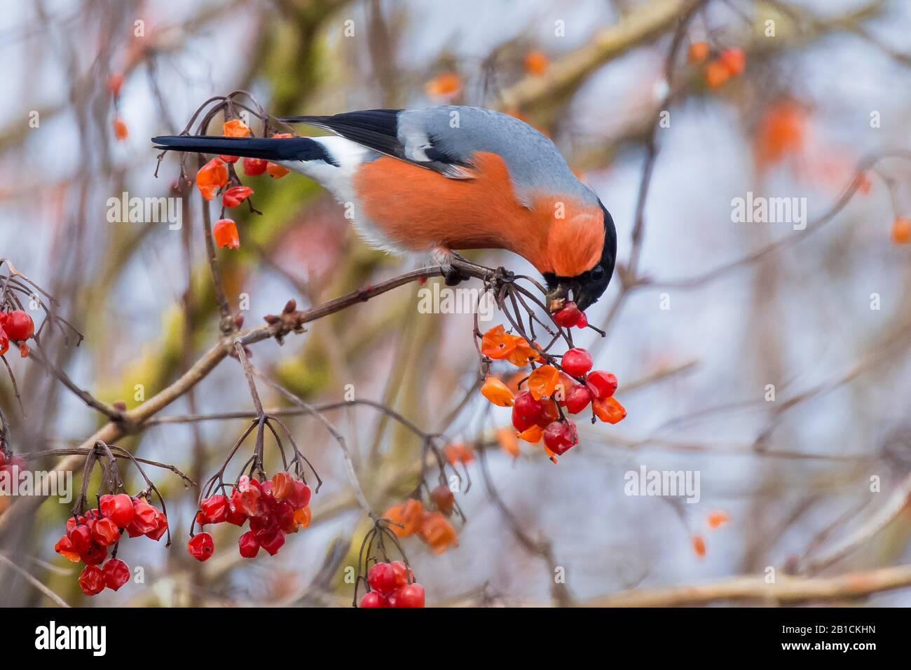 Bullfinch, corrifinch eurasiatico, corrifinch settentrionale (Pirrhula pirrhula), maschio che mangia bacche rosse in un cespuglio, vista laterale, Germania, Baviera, Niederbayern, Bassa Baviera Foto Stock