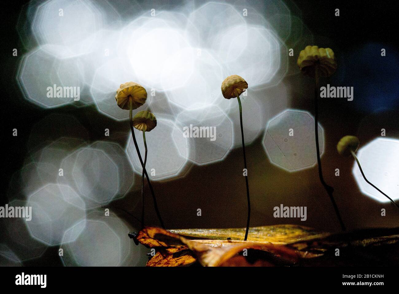Paracadute (Marasmius bulliardii), con riflessi luminosi, Paesi Bassi, Flevoland, Kuinderbos Foto Stock