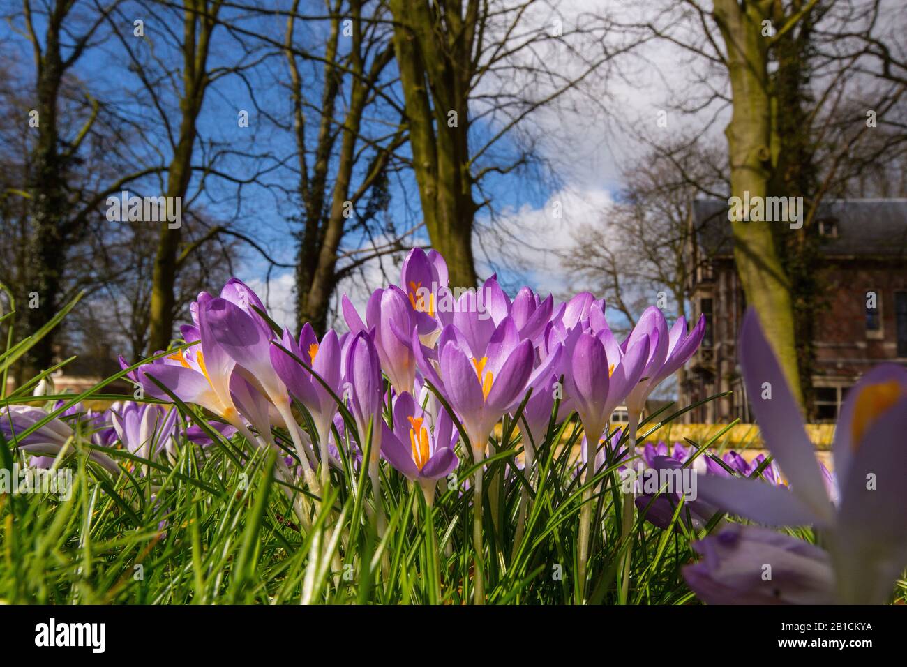 Crocus primi, Crocus Woodland, croco di Tomasini (Crocus tommasinianus), gruppo di fioritura, Paesi Bassi, Frisia, Stellingwerf, Oldeberkoop Foto Stock