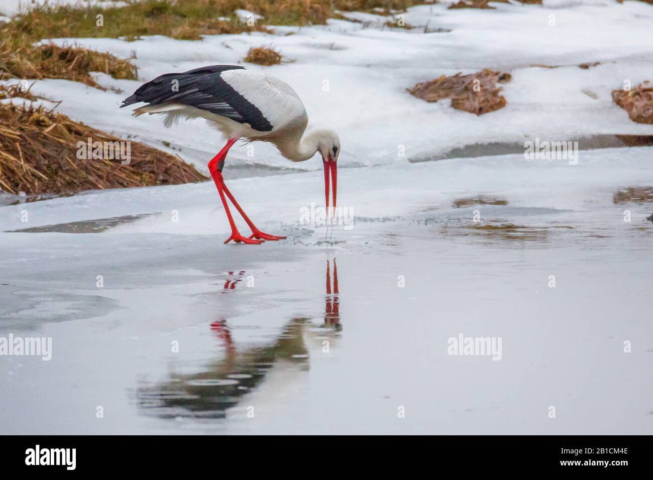 Cicogna bianca (Ciconia ciconia), in preda a un lago ghiacciato in inverno, Germania, Baviera, Oberpfalz Foto Stock
