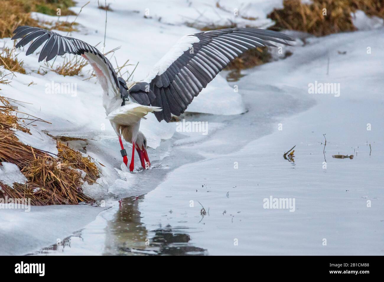 Cicogna bianca (Ciconia ciconia), sul mangime in un lago ghiacciato d'inverno, Germania, Baviera, Oberpfalz Foto Stock
