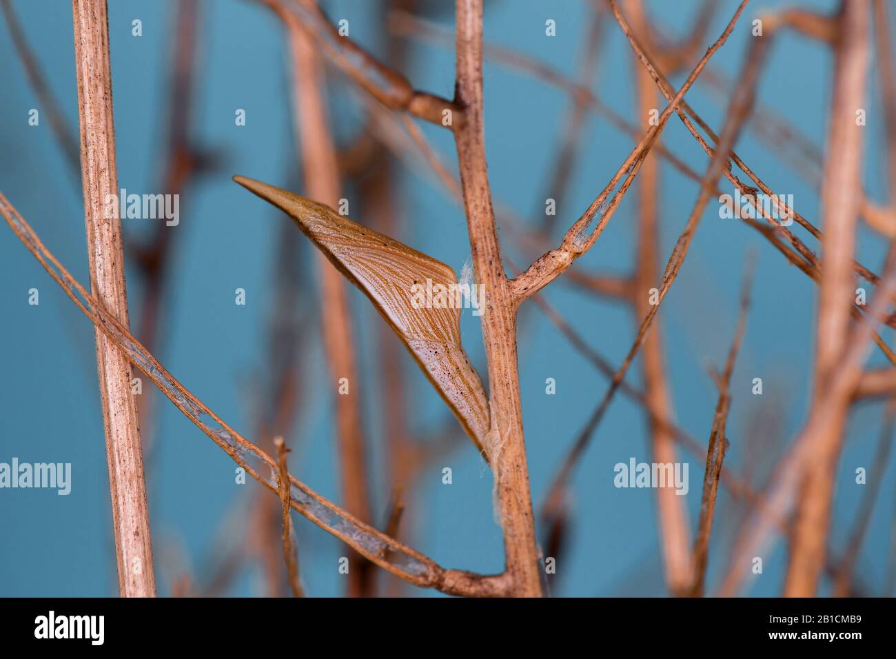 Punta d'arancia (anthocharis cardamines), pupa alla senape dell'aglio, Germania, Baviera, Niederbayern, bassa Baviera Foto Stock