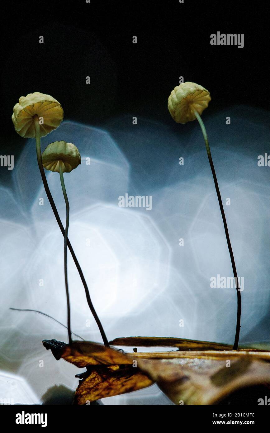 Paracadute (Marasmius bulliardii), con riflessi luminosi, Paesi Bassi, Flevoland, Kuinderbos Foto Stock