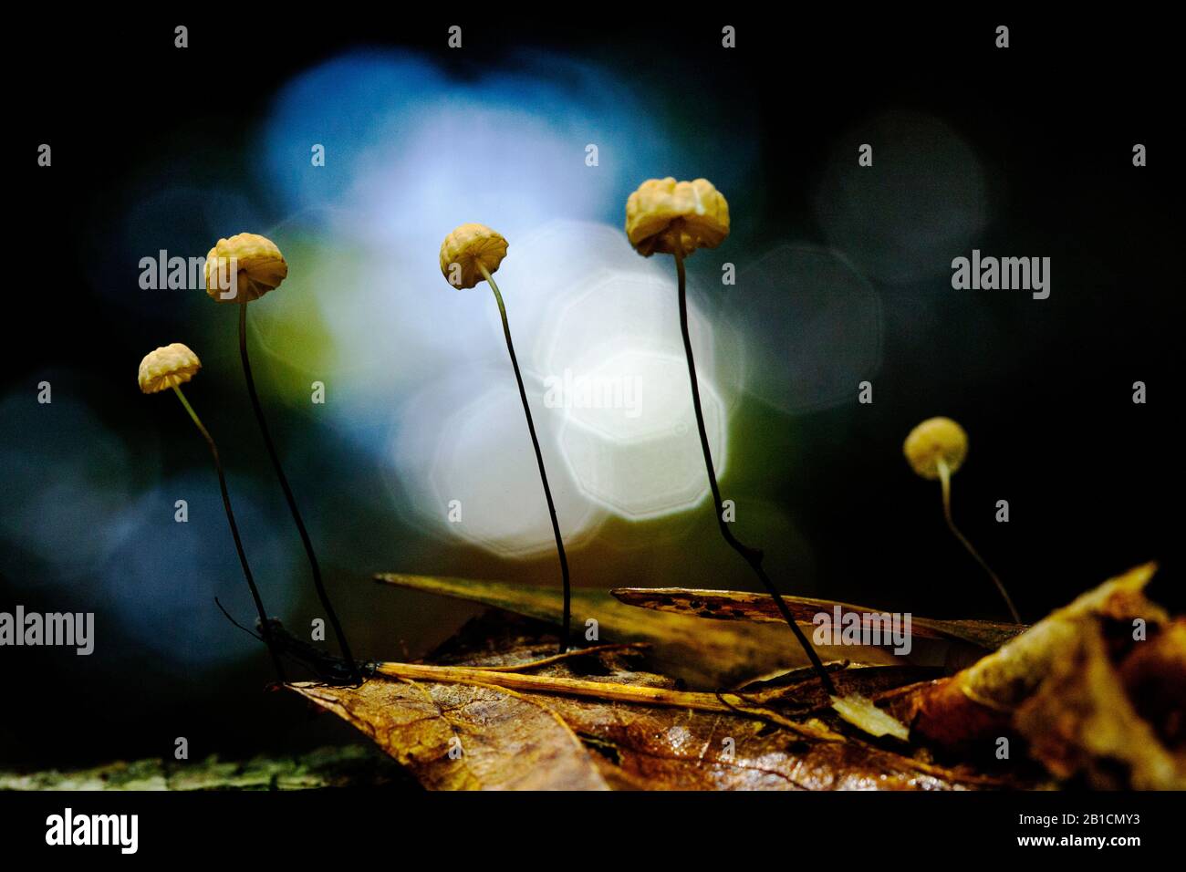 Paracadute (Marasmius bulliardii), con riflessi luminosi, Paesi Bassi, Flevoland, Kuinderbos Foto Stock