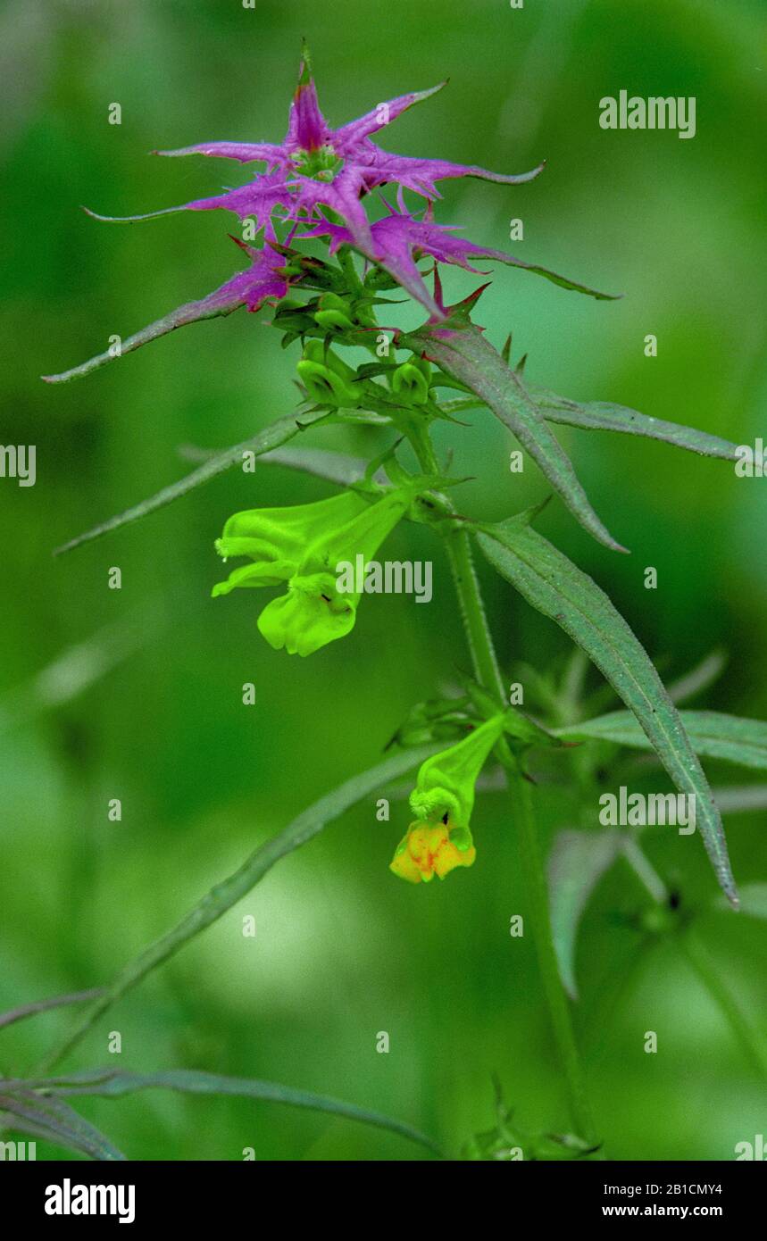 Legno mucca-grano (Melampyrum nemorosum), fioritura, Italia, Alto Adige, Dolomiti Foto Stock