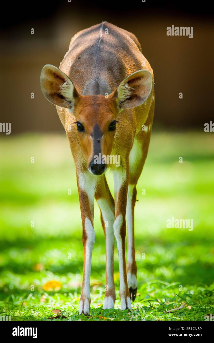 Bushbuck, antilope imbrigliata (Tragelaphus scriptus), femmina, Sudafrica, Mpumalanga, Parco Nazionale Kruger Foto Stock