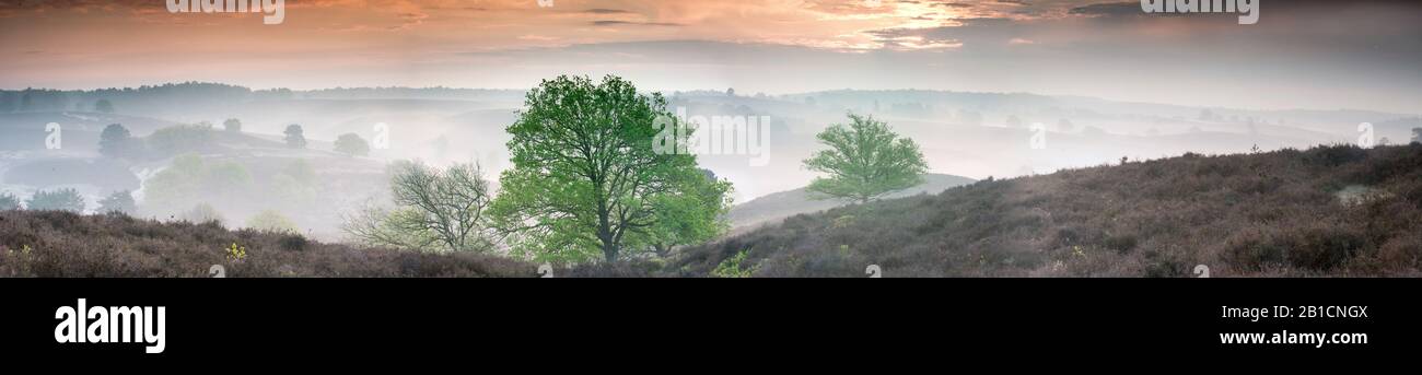 Alba a Zyperberg, panorama, Paesi Bassi Foto Stock