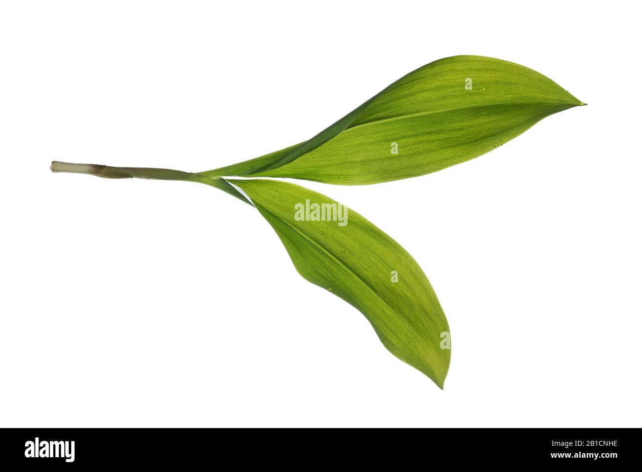 Giglio europeo della valle (Convallaria majalis), foglie, sfinestratura, Germania Foto Stock