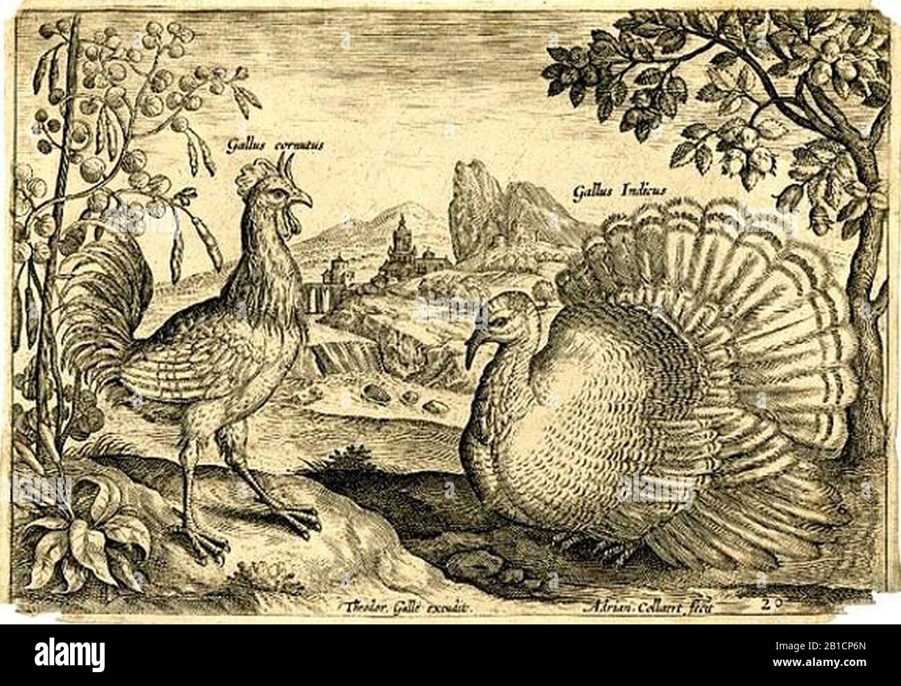 Gallus Cornutus Adriaen Collaert. Foto Stock