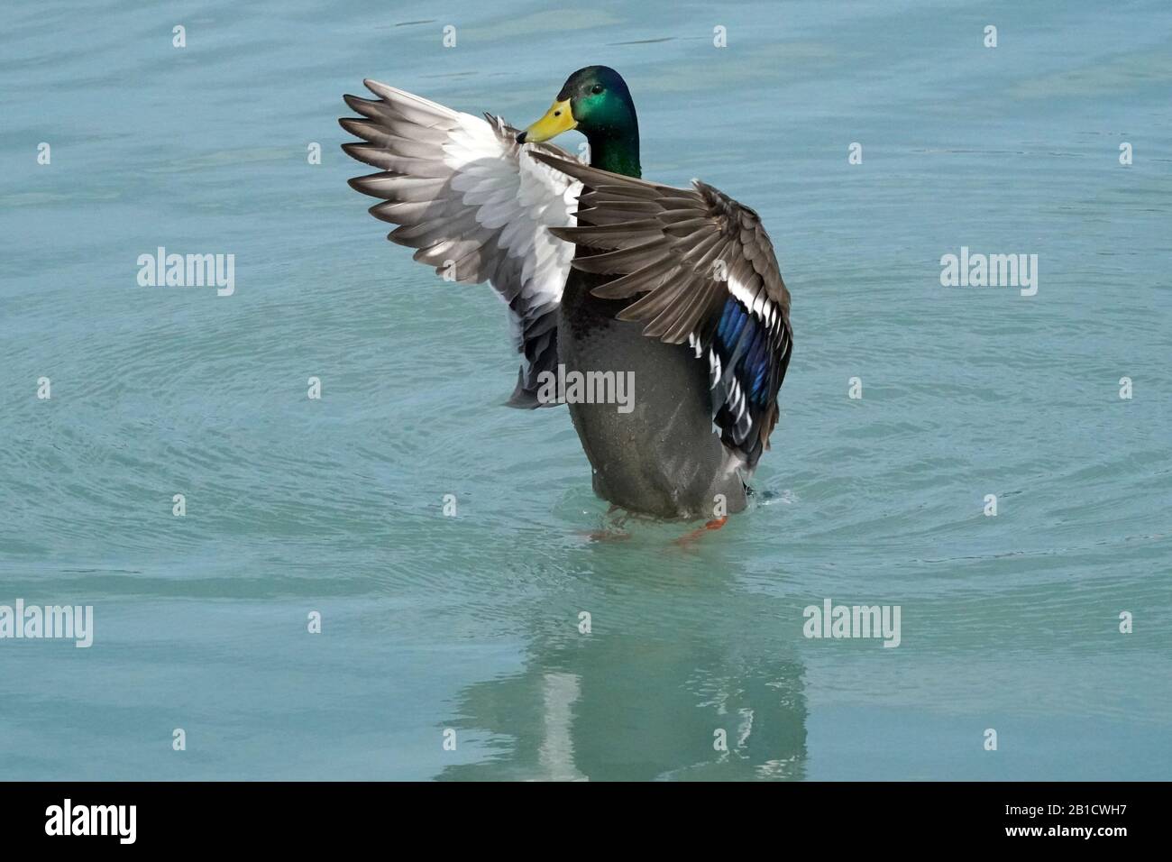 Mallard anatre al Lago Ontario Foto Stock