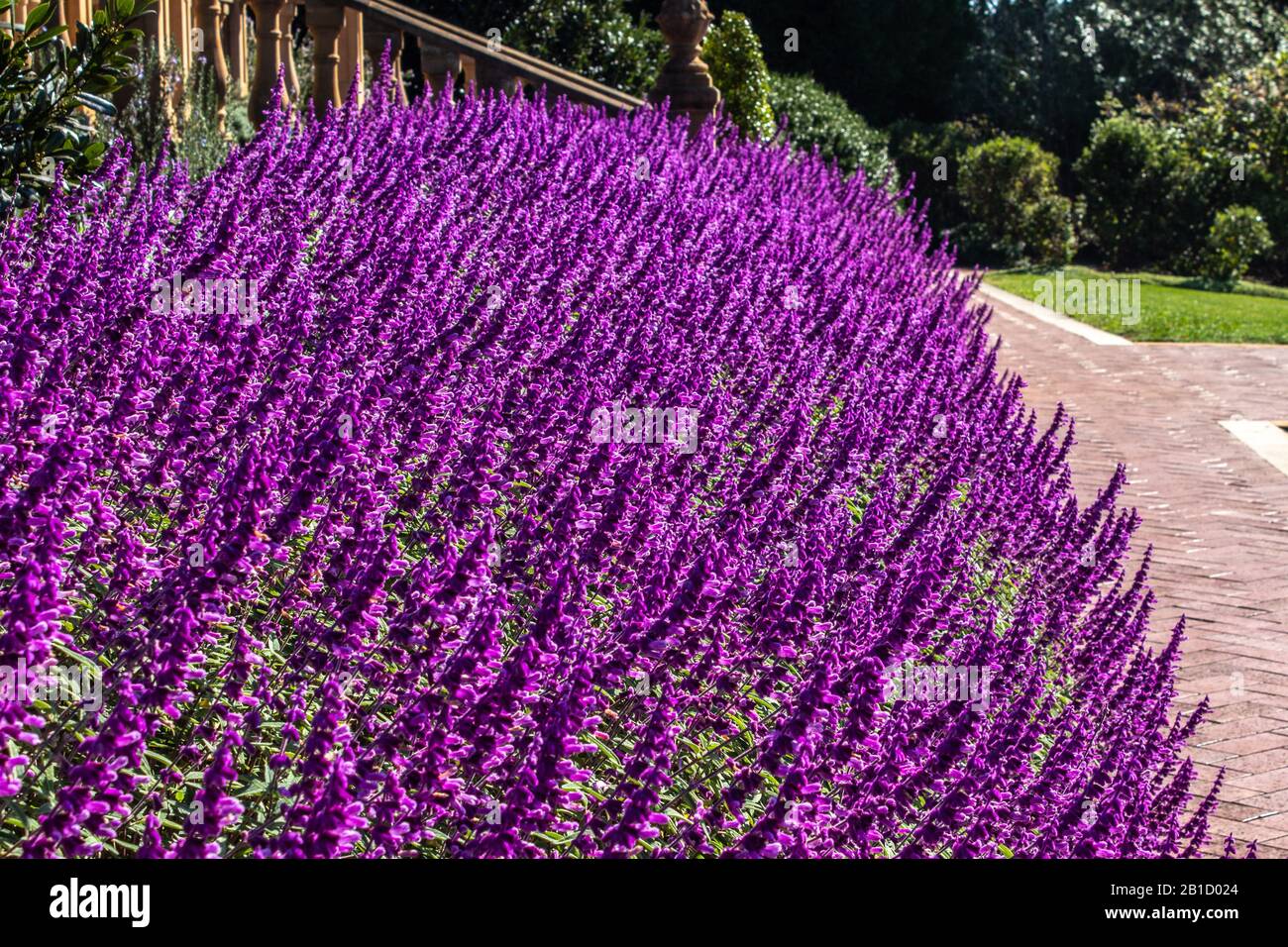 Viola lilla Salvia fiori messa piantare in giardino con percorso lastricato, scala, alberi Foto Stock