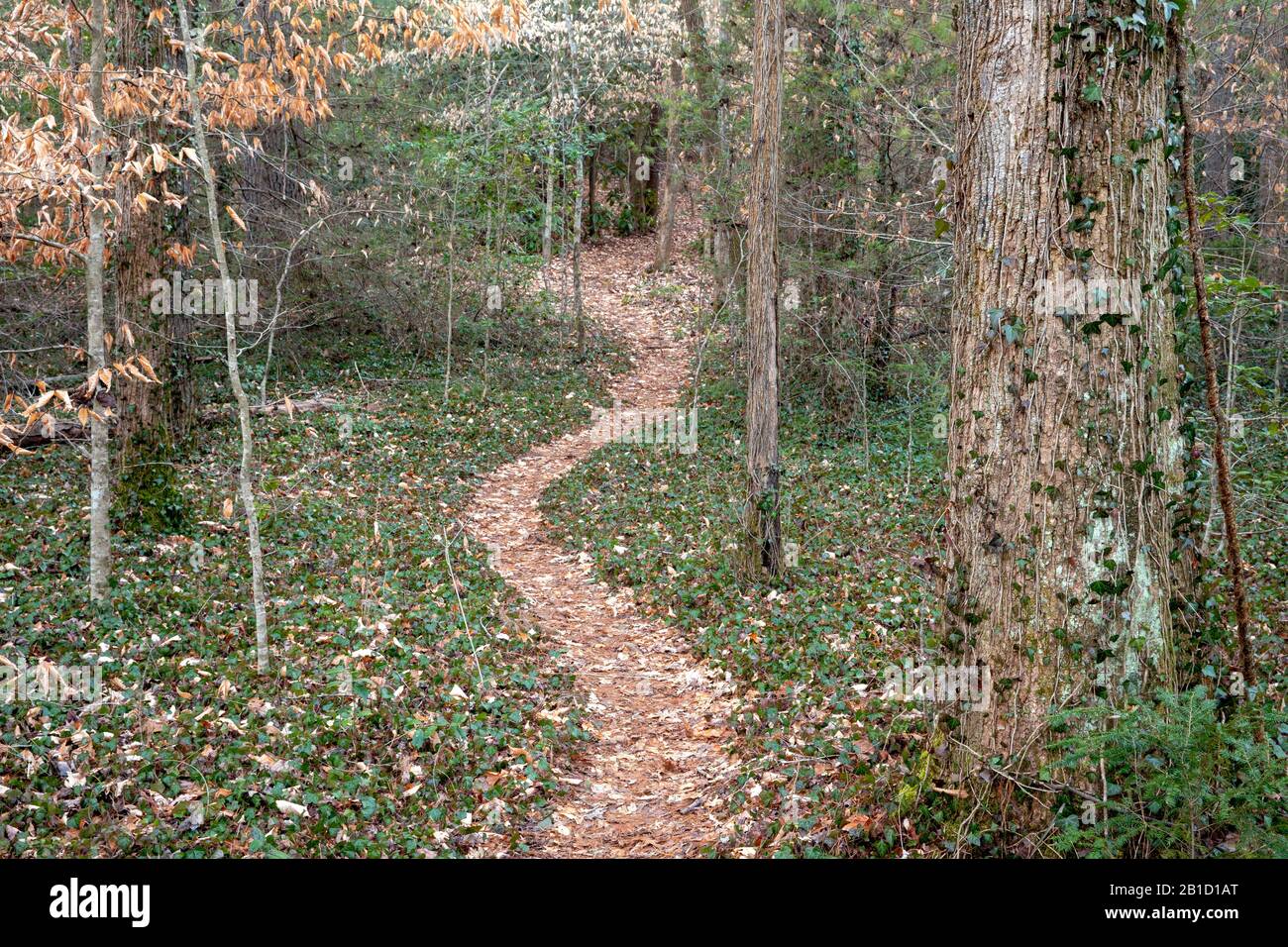 Sentiero tortuoso nella Pisgah National Forest, Brevard, Carolina del Nord, Stati Uniti Foto Stock