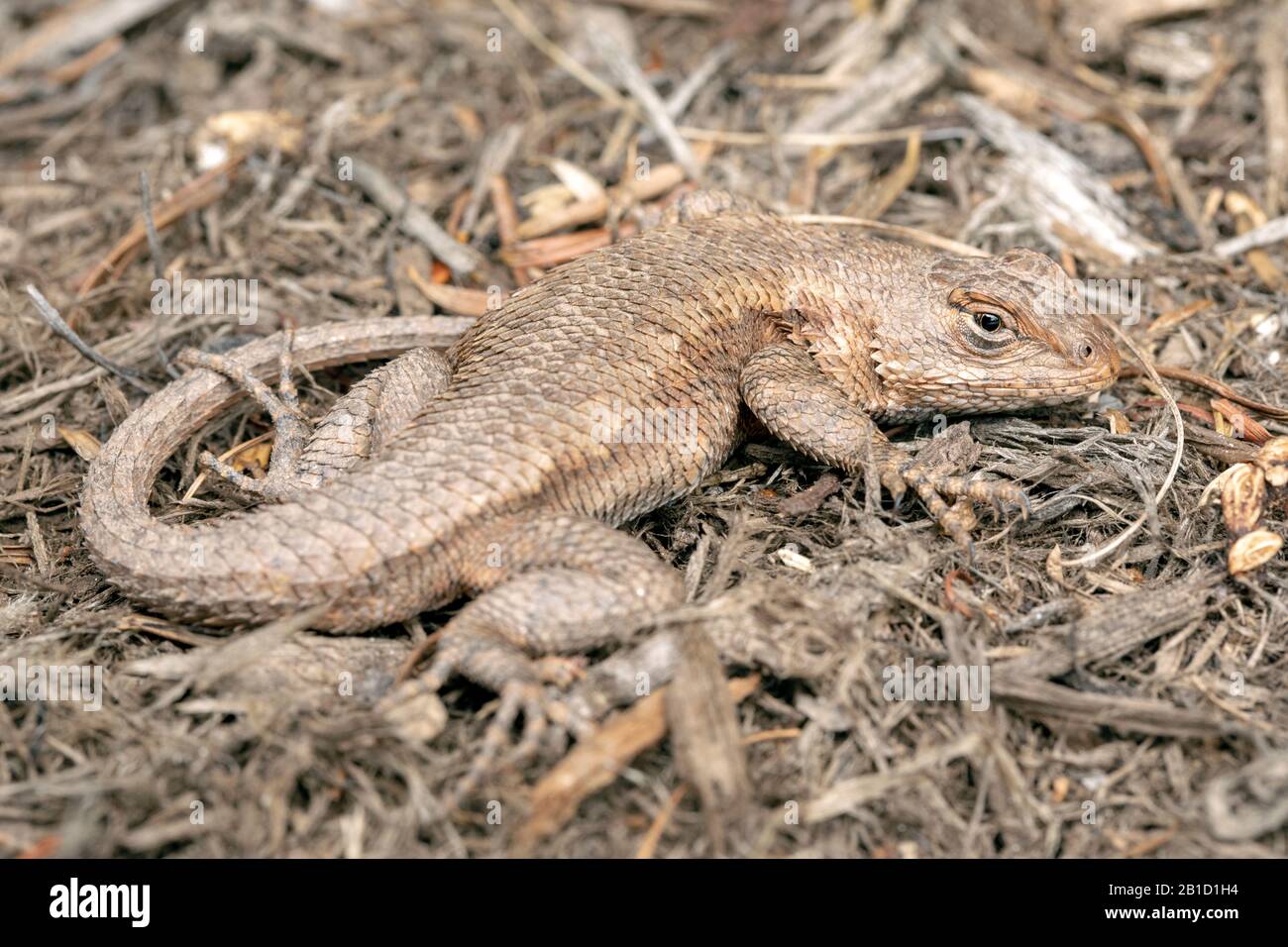 Camoufled Eastern Fence Lizard (Speloporo Undulatus) - North Carolina Arboretum, Asheville, North Carolina, Stati Uniti Foto Stock