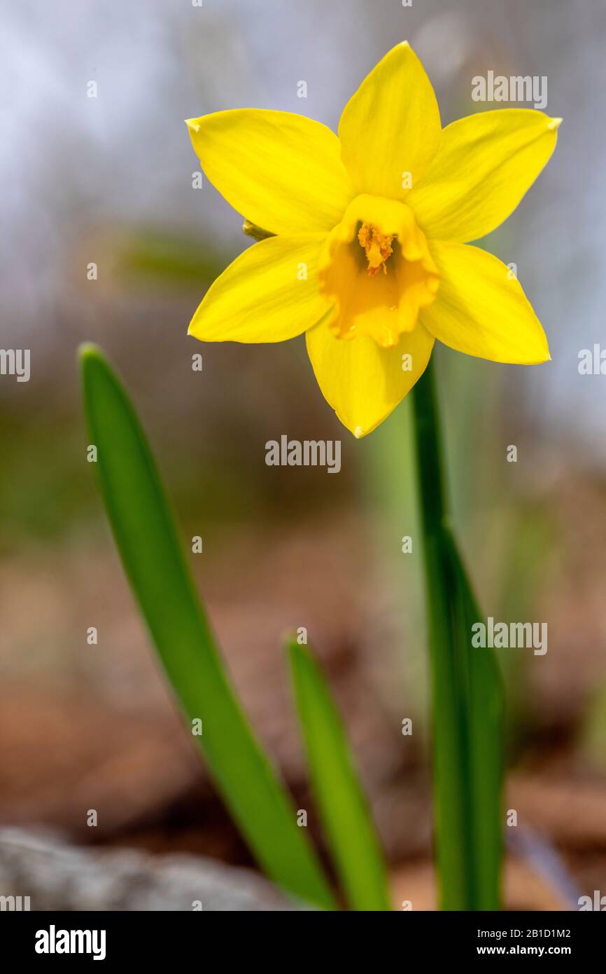 Giallo Daffodil (Narcissus) Fiore - North Carolina Arboretum, Asheville, North Carolina, Stati Uniti Foto Stock