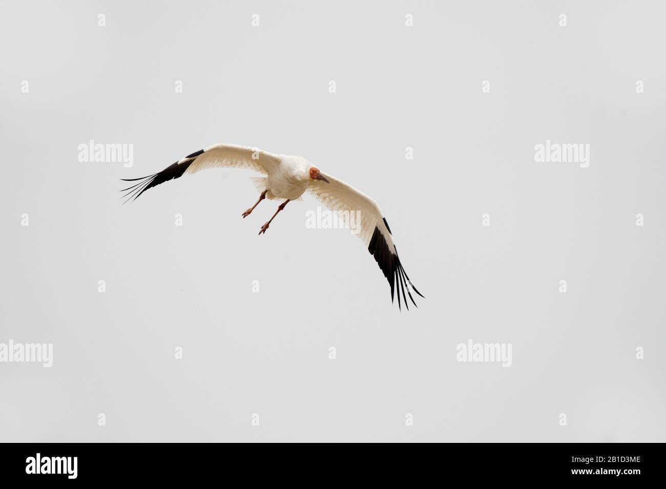 Gru siberiana (Leucogeranus leucogeranus) in volo a Wuxing Farm, Nanchang, nella Cina centro-orientale Foto Stock