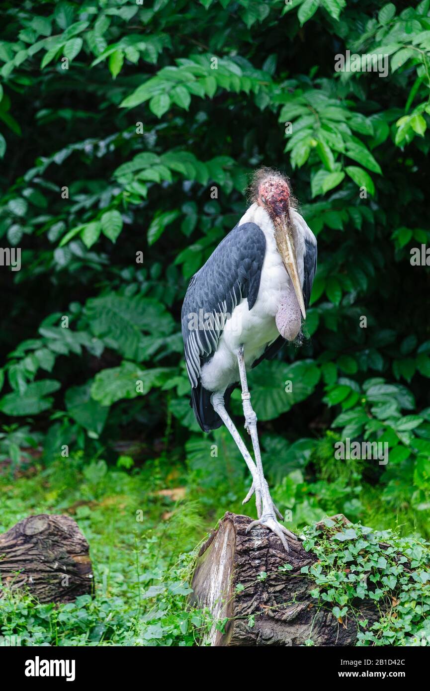 Marabou Stork, Leptoptilos crumeniferus, facendo un pisolino al Jurong Bird Park, Singapore. Foto Stock