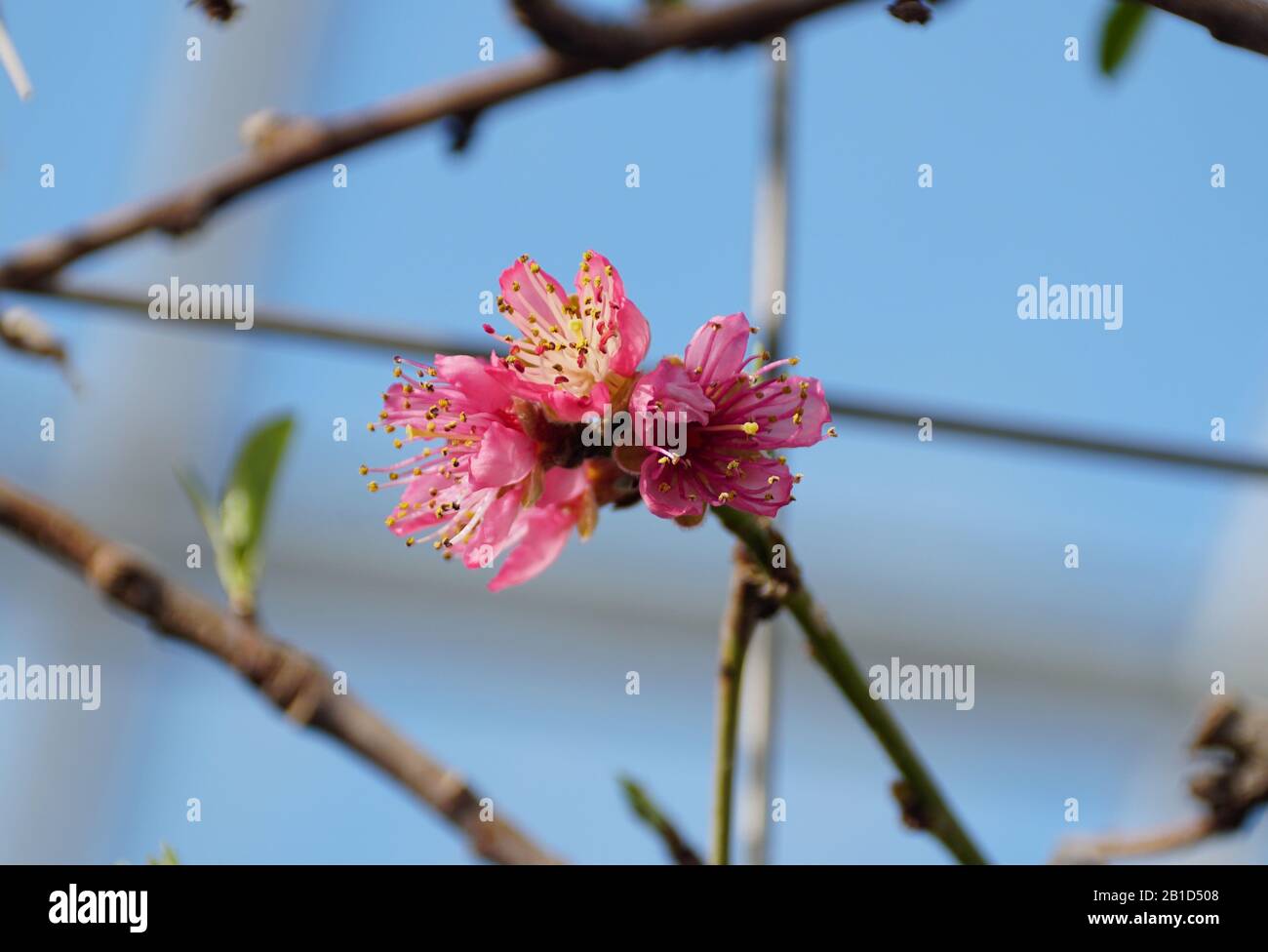 Rosa nettarine 'Garden state' fiori sull'albero in primavera Foto Stock