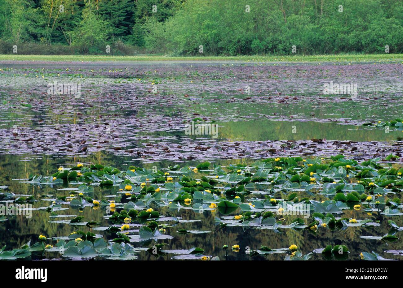 Lago Beaver con gigli di stagno giallo, Stanley Park, Vancouver, British Columbia, Canada Foto Stock