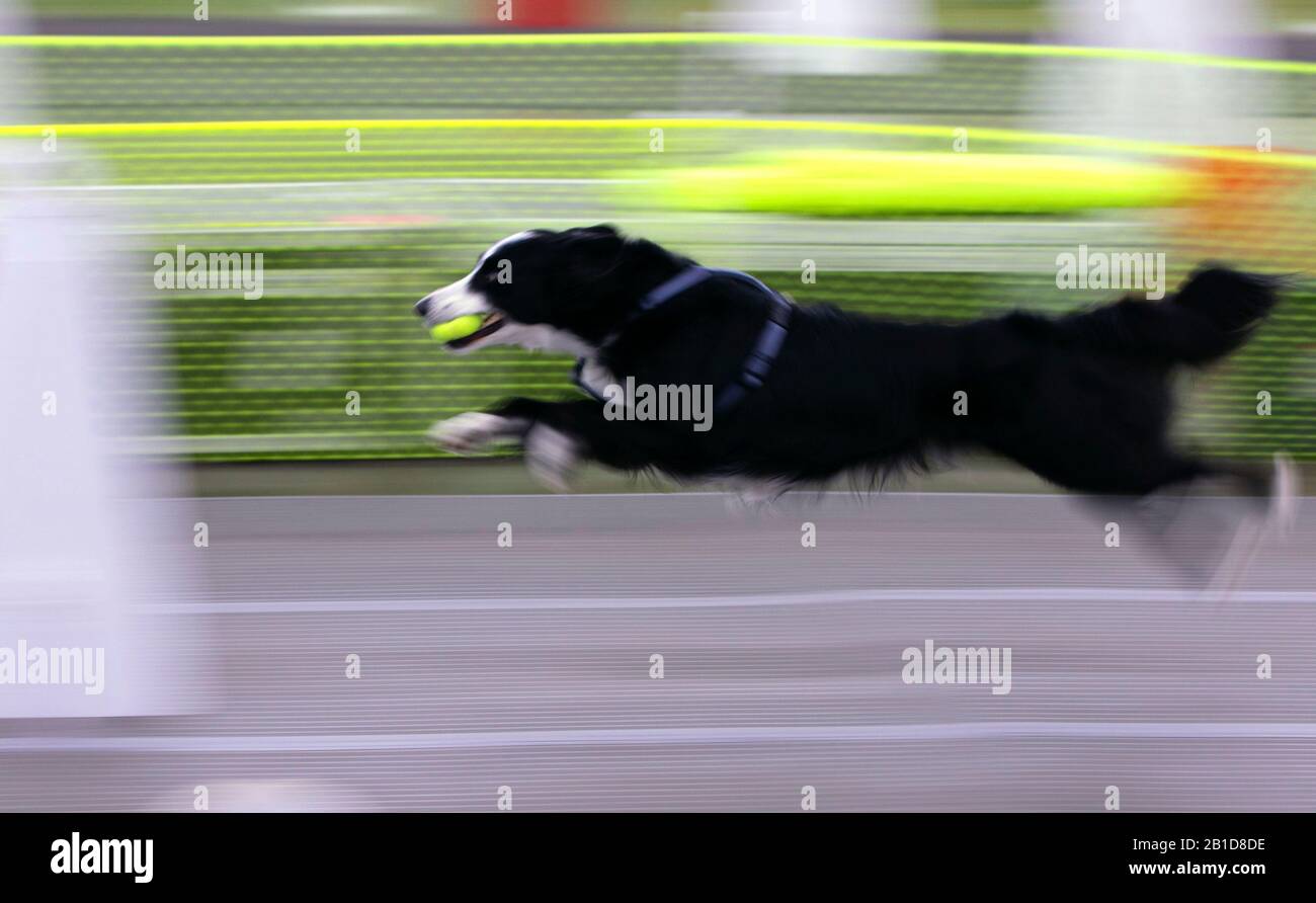 Animal House Fly Ball, Polk County Fairgrounds, Oregon Foto Stock