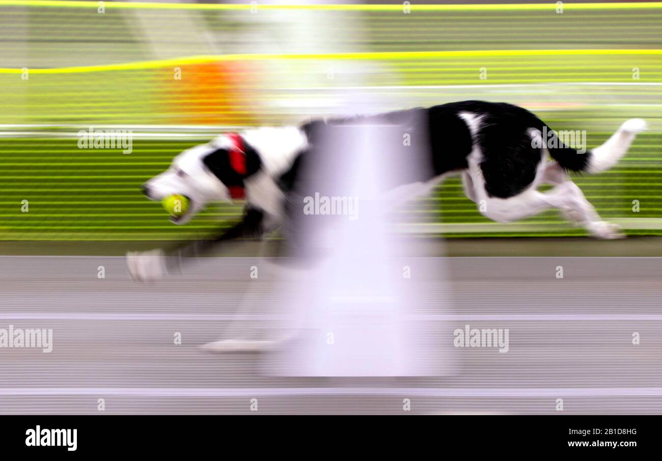 Animal House Fly Ball, Polk County Fairgrounds, Oregon Foto Stock