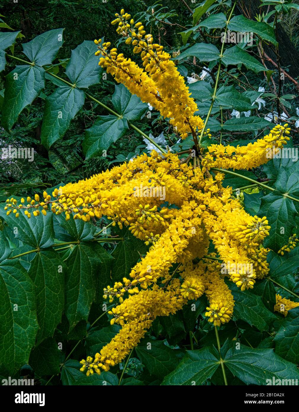 Uva Oregon, Mahonia Aquifolium, Berberidaceae, Cypress Garden, Mill Valley, California Foto Stock