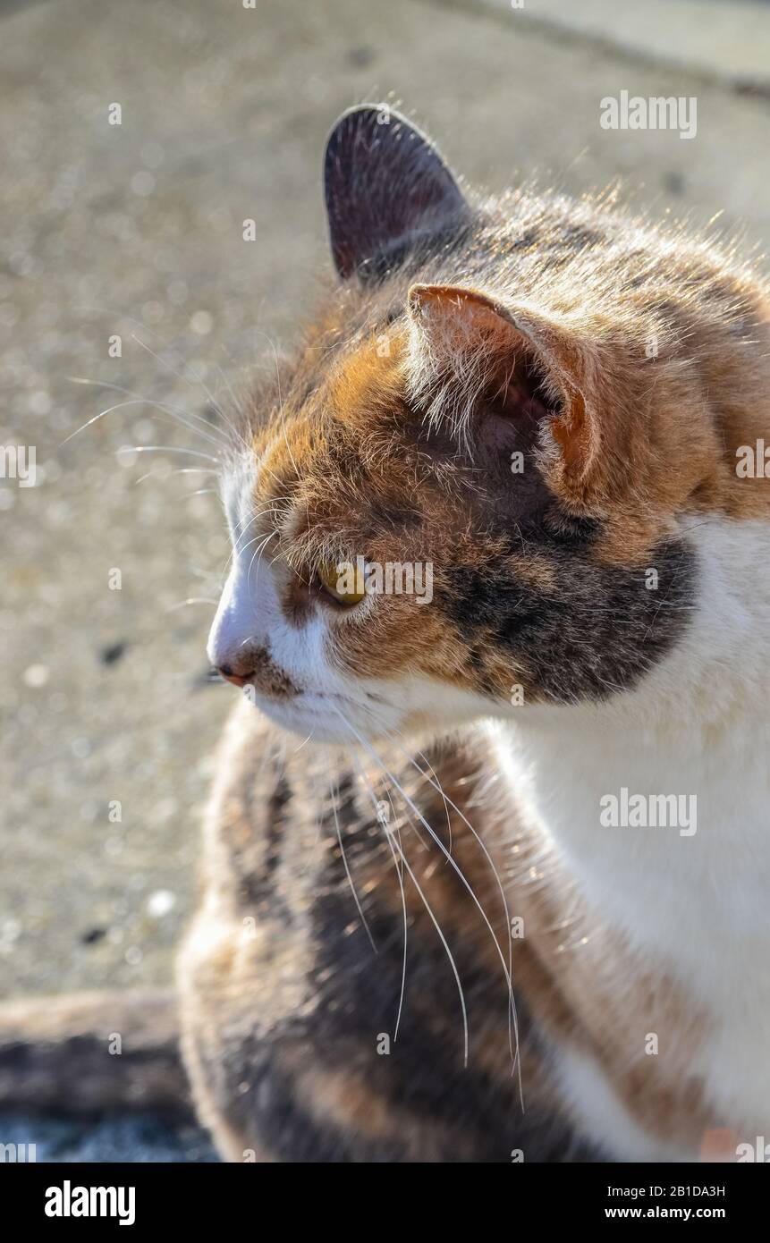 Pesche il gatto Calico è un gatto della comunità che è curato da molte famiglie la sua spiga tagliata indica che è stata spayed. Ama i cani. Foto Stock