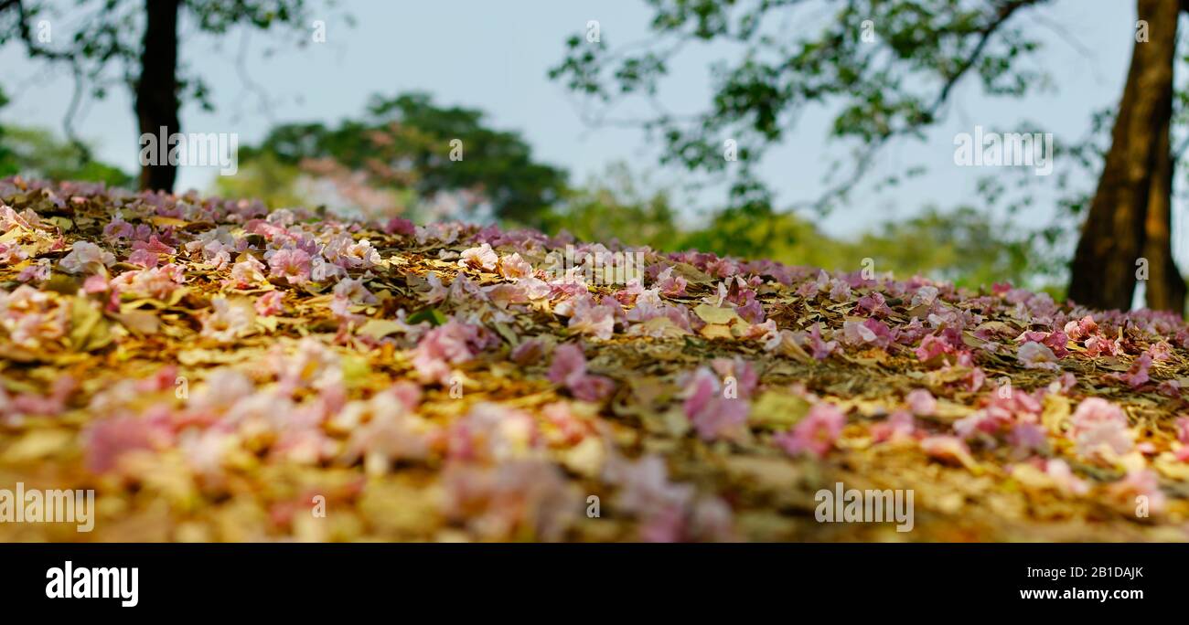 FIORI ROSA FELTRO SUL PAVIMENTO IN UN PARCO Foto Stock