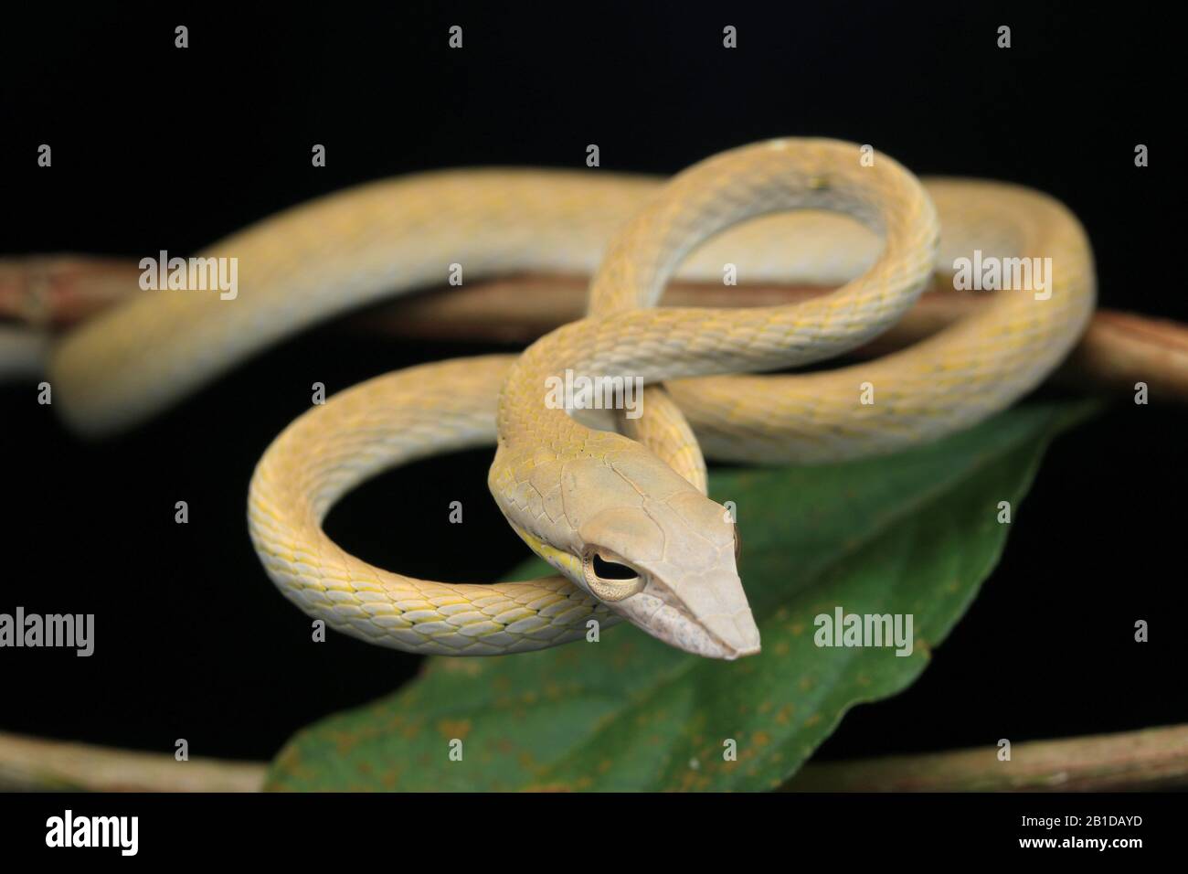 Asian Vine Snake, Ahaetulla prasina, , serpente di frusta di Boie, Foto Stock