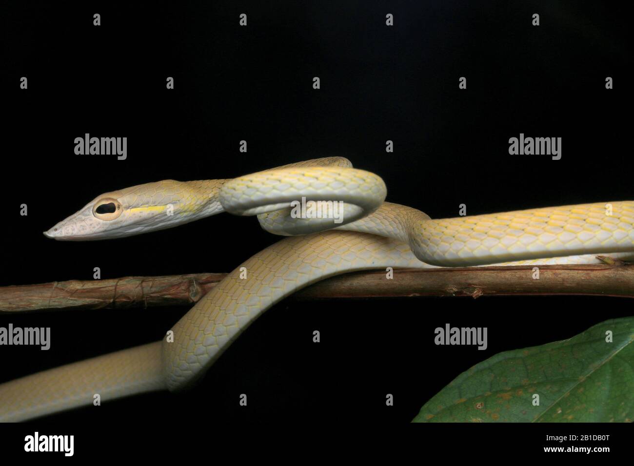 Asian Vine Snake, Ahaetulla prasina, , serpente di frusta di Boie, Foto Stock