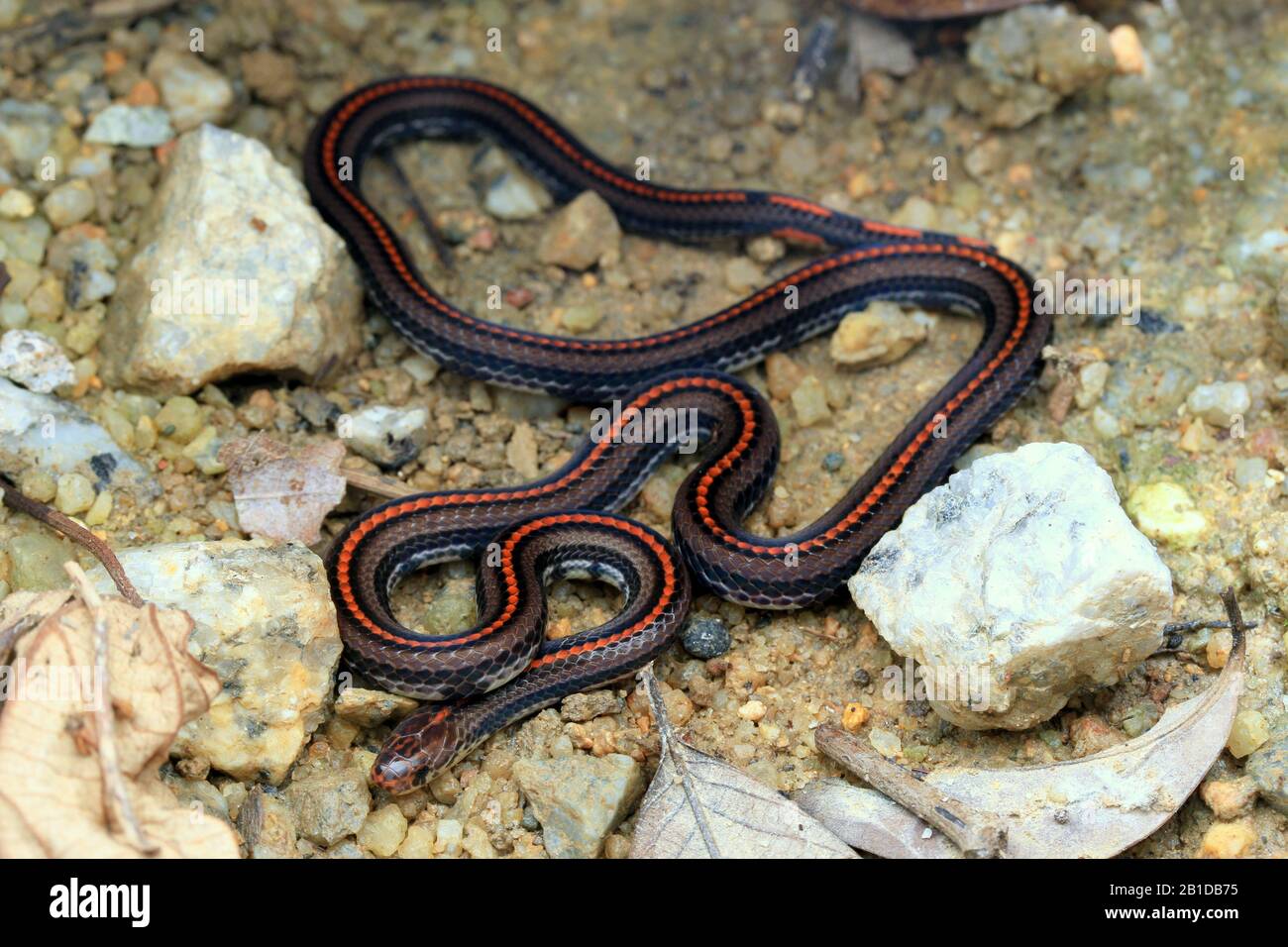 Striscia di serpente di corallo, serpente di corallo Banded Foto Stock