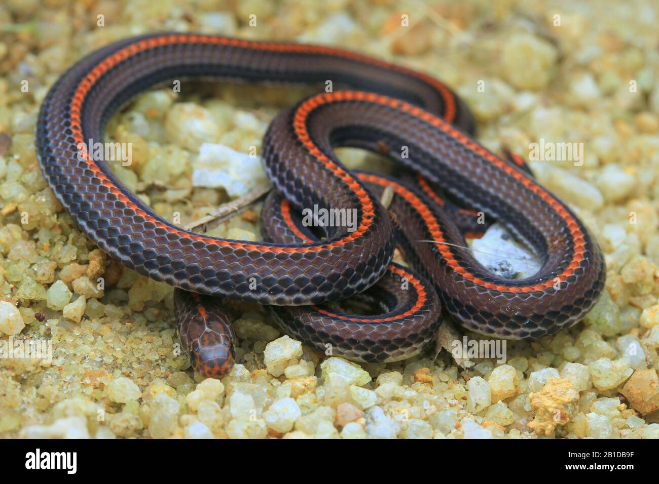 Striscia di serpente di corallo, serpente di corallo Banded Foto Stock