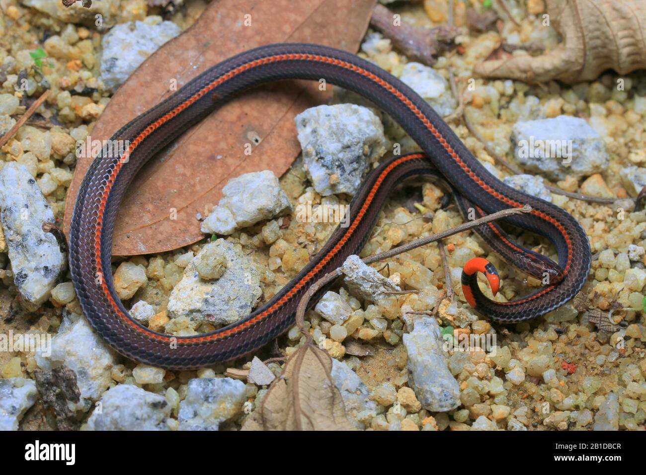 Striscia di serpente di corallo, serpente di corallo Banded Foto Stock