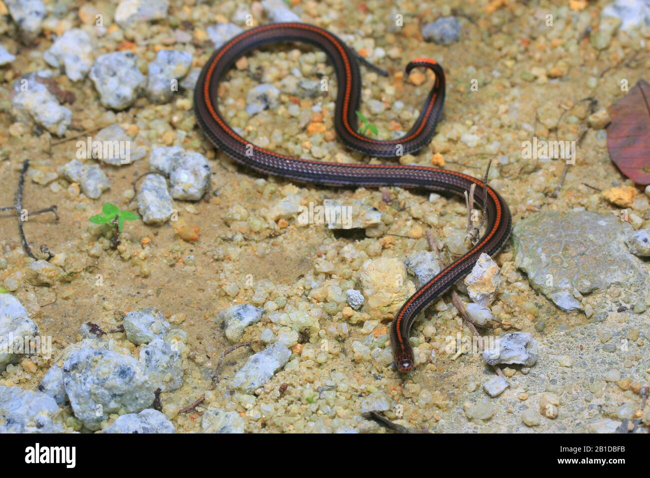 Striscia di serpente di corallo, serpente di corallo Banded Foto Stock