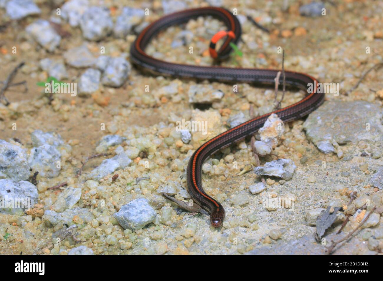 Striscia di serpente di corallo, serpente di corallo Banded Foto Stock