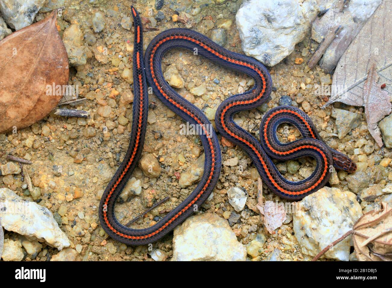 Striscia di serpente di corallo, serpente di corallo Banded Foto Stock