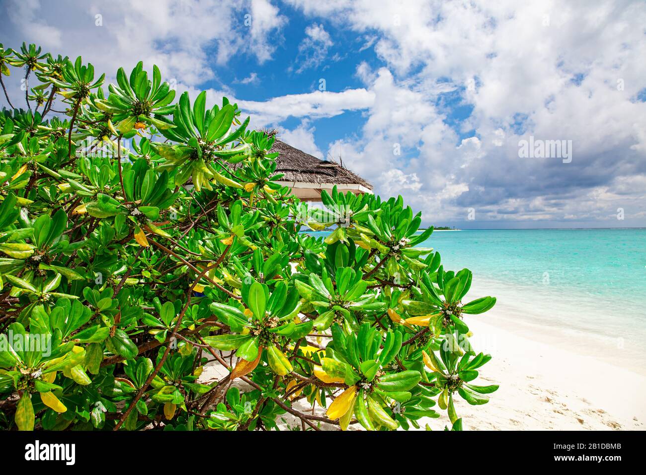 Maldive Sand Beach e verde palma vista Foto Stock