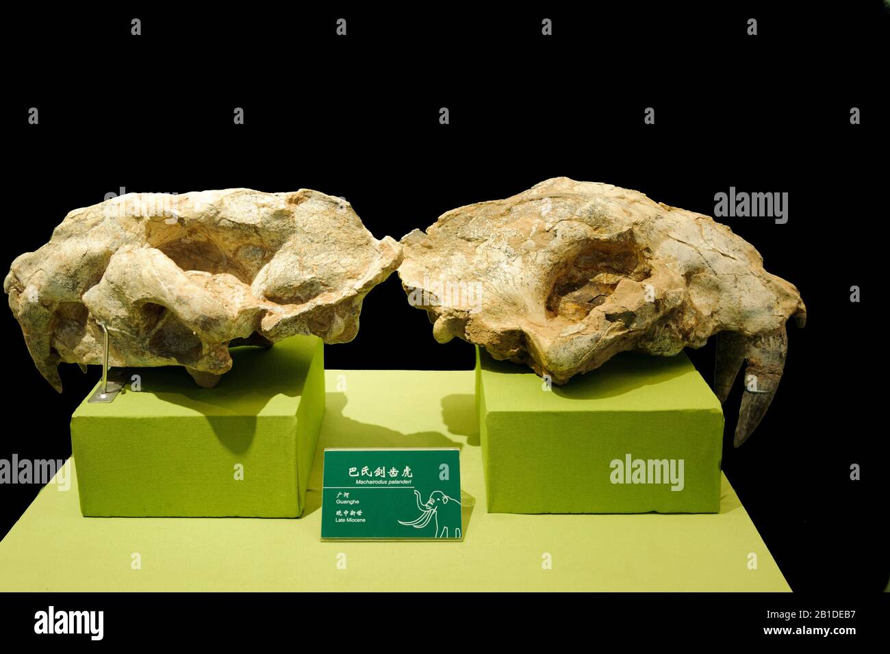 Machairodus Palanderi, Late Miocene, Museo Civico Di Gansu, Lanzhou, Cina Foto Stock