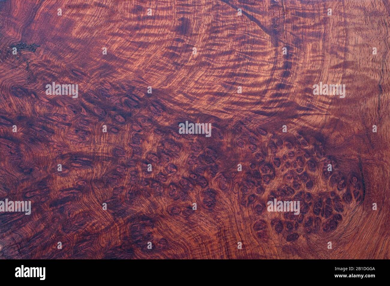 Natura Burma Padauk burl legno a strisce Legno Esotico splendido modello per artigianato arte o sfondo, nome scientifico Pterocarpus macrocarpus Foto Stock