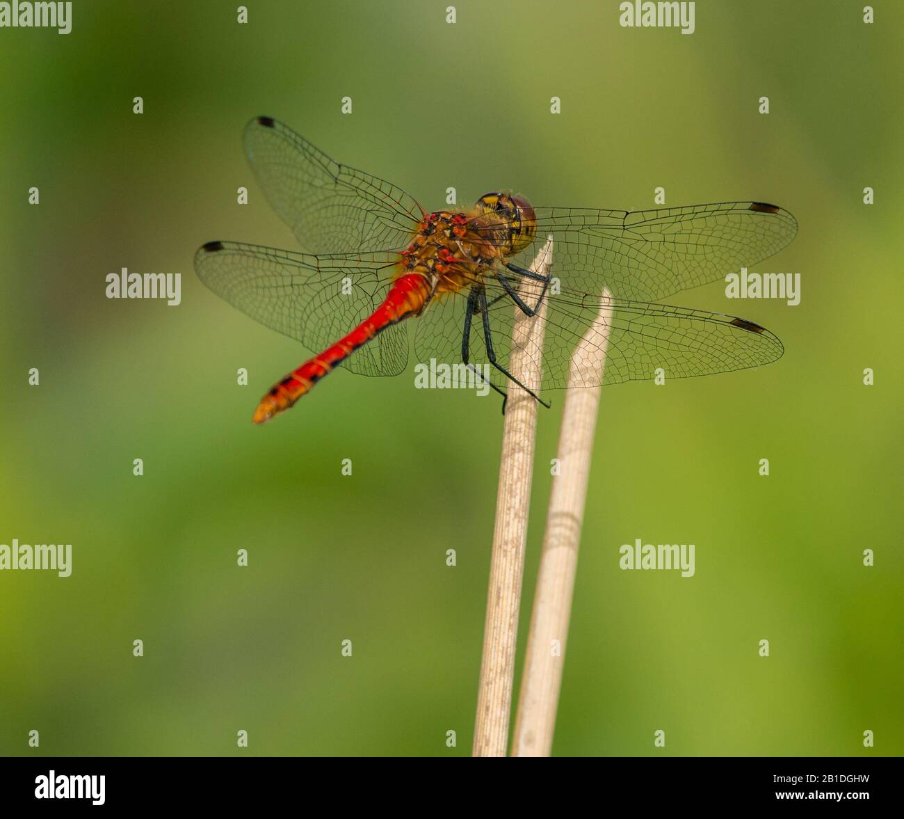 rosso libellula seduto in cima alla vegetazione secca, selvaggio Foto Stock