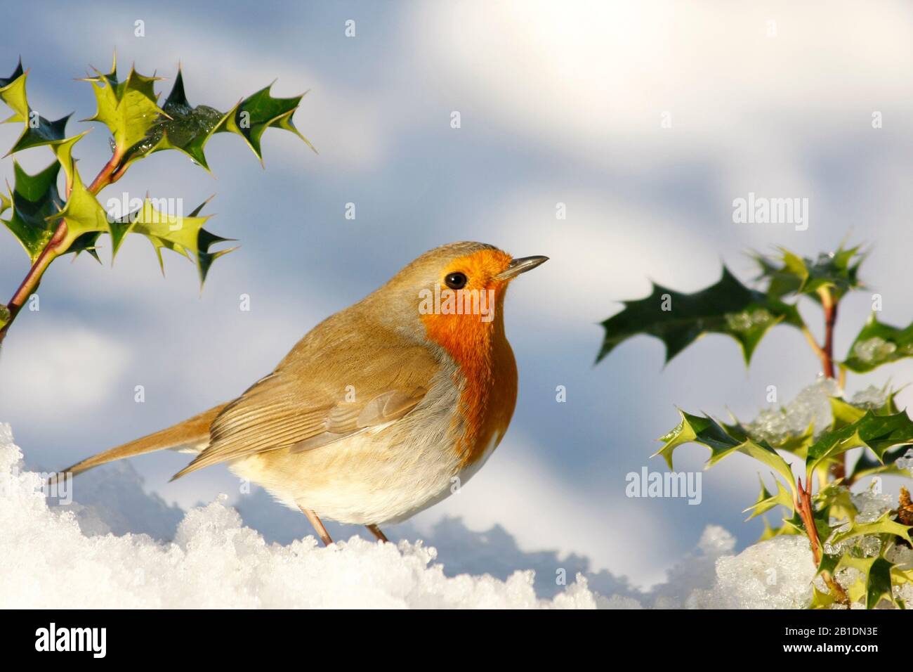 Robin Erithacus rubecula, sotto macchia di neve, Aberdeenshire, Scozia Foto Stock