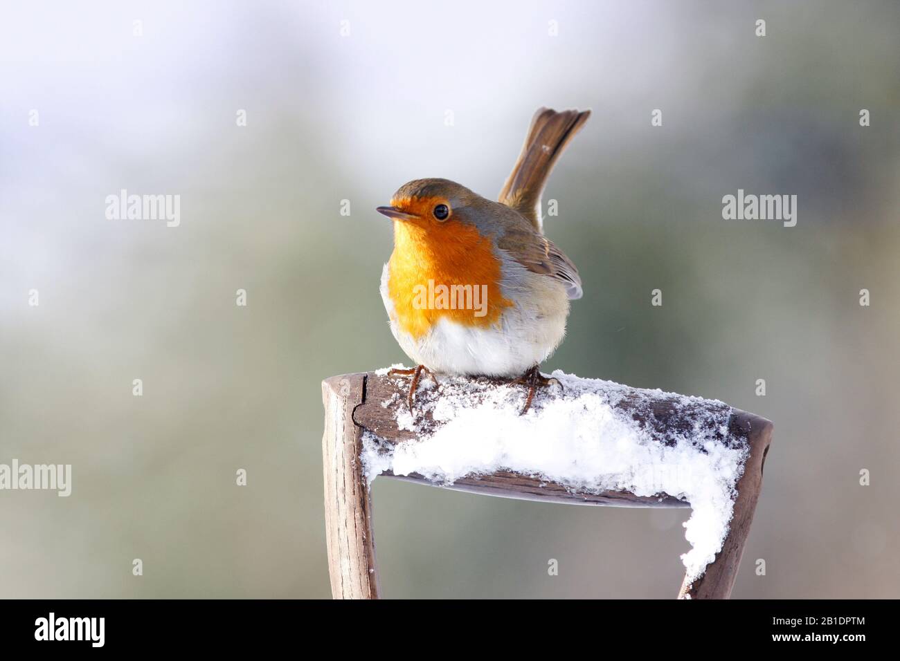 Robin Earthacus rubecula, su forchetta da giardino, nella neve, Aberdeenshire, Scozia Foto Stock