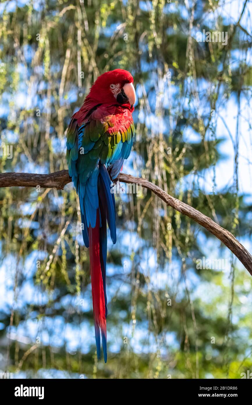 Macaw rosso e verde, Ara cloropterus, bel pappagallo Foto Stock