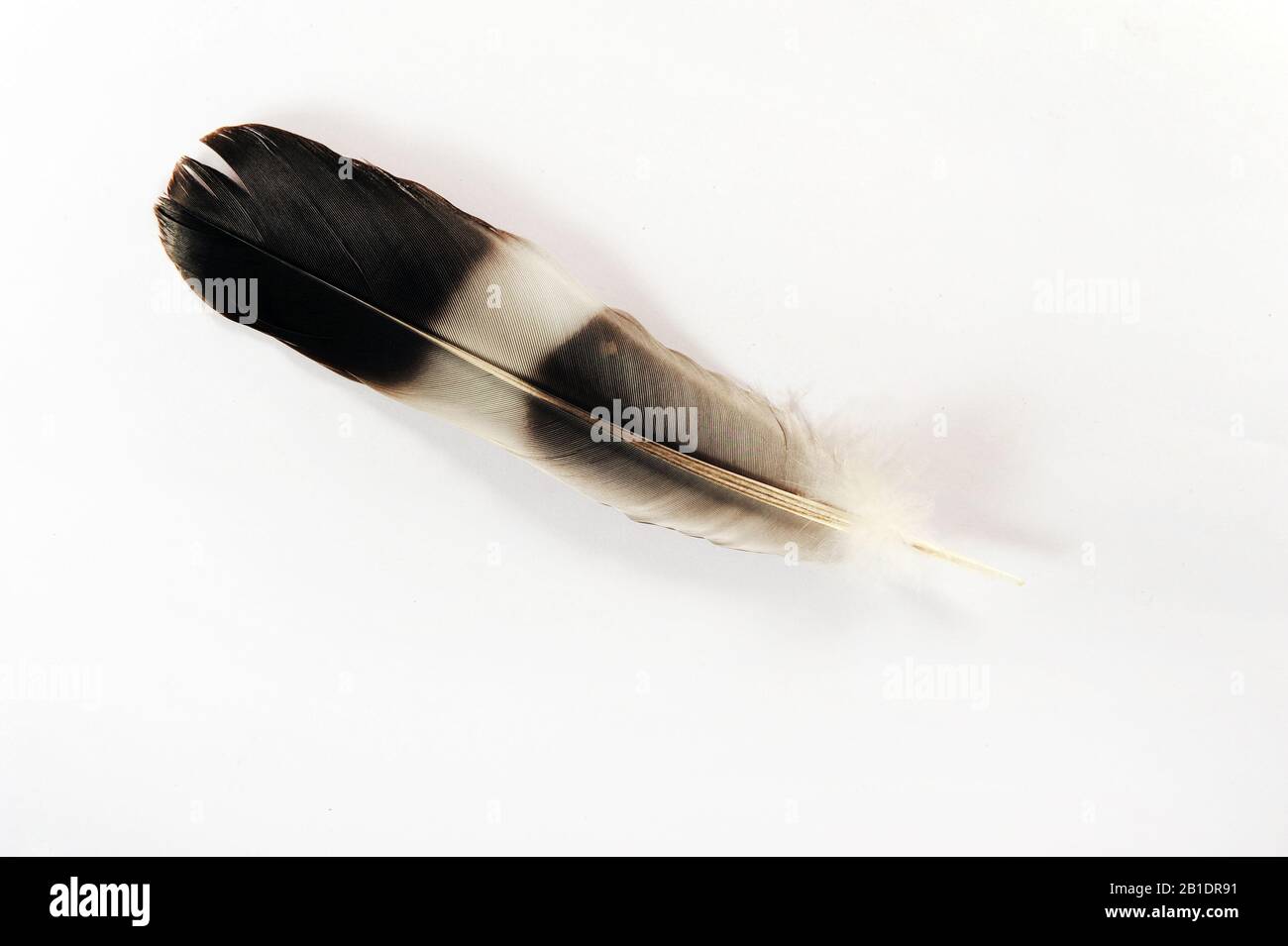 Un unico piccione di legno piuma contro bianco. Foto orizzontale con spazio di copia. Foto Stock