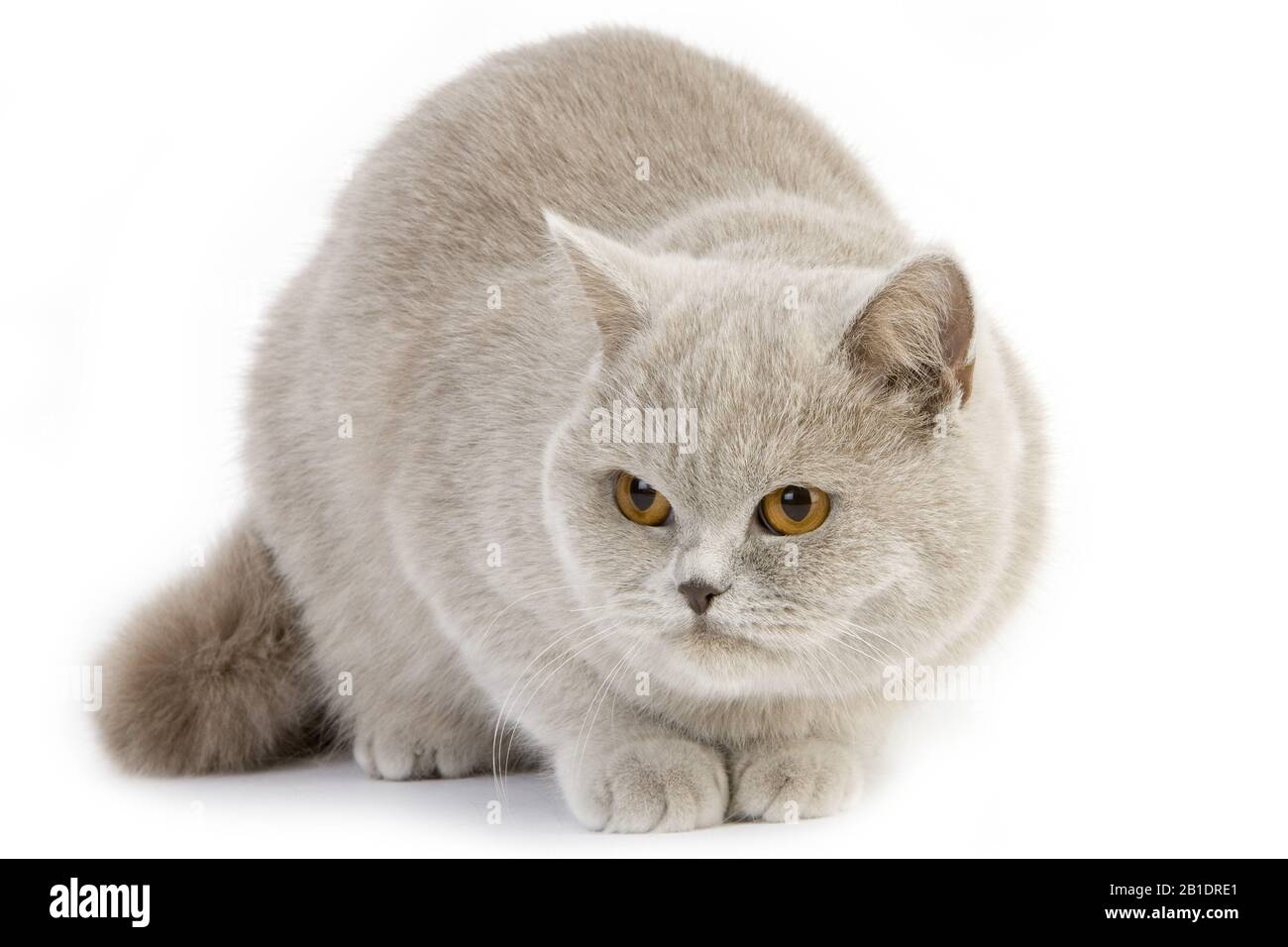 Crema lilla British Shorthair gatto domestico, femmina in piedi contro uno sfondo bianco Foto Stock