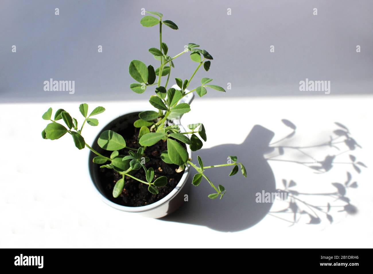 piantine verdi di una pianta giovane in una tazza Foto Stock